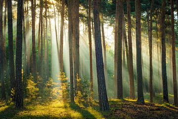Licht in het bos van Martin Wasilewski