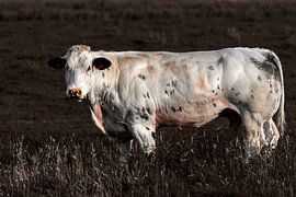 Vache sur Steven Dijkshoorn