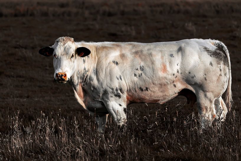 Cow by Steven Dijkshoorn