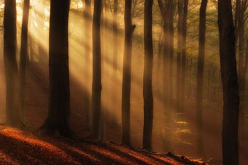 Zonneharpen schijnen door de bomen op een mooie ochtend