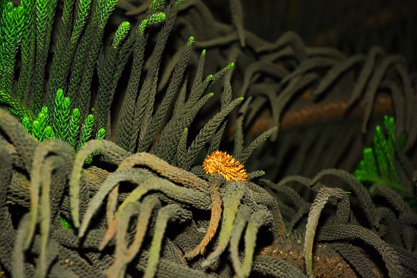 eenzaame oranje bloem in het donker van de nacht van Gerrit Neuteboom