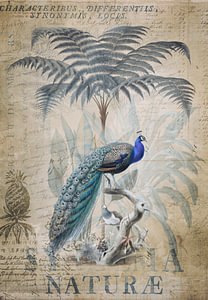 Pfau im Tropenparadies