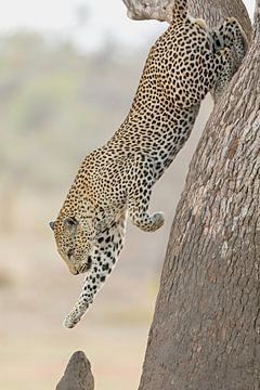 Leopard from tree by Francois du Plessis