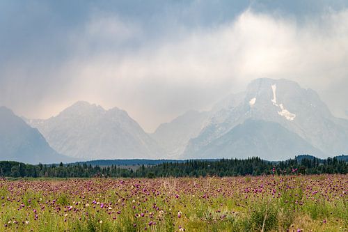 Parc national de Grand Teton, États-Unis, champ de fleurs sauvages et averse de montagne