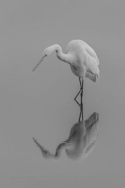 Great egret black and white by David van der Schaaf