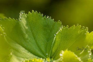 Macro by Jeffrey Riegman