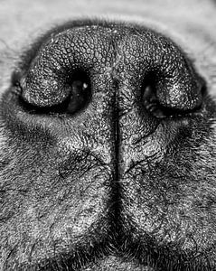 Close-up hondenneus. "The Gentle Giant"