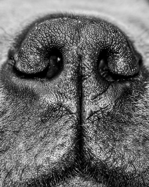 Close-up hondenneus. "The Gentle Giant" van Rob Smit