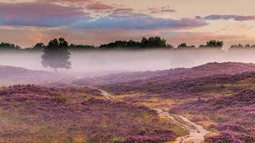 Zonsopkomst in de Gasterse Duinen, Drenthe van Henk Meijer Photography