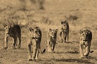 Samburu-Löwen auf dem Vormarsch