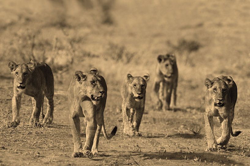 Samburu Lions on the move van Roland Smeets