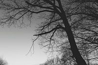 A tree in the dark in a cloudless sky