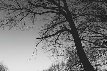 Een boom in het donker aan een wolkenloze hemel van Denny Gruner