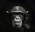 black-and-white portrait of a monkey by Margriet Hulsker thumbnail