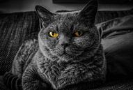 Grijze kat met gele ogen van Atelier Liesjes thumbnail