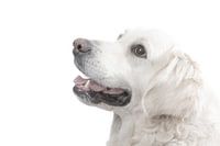 Golden Retriever Suus