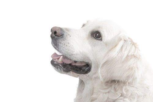 Golden Retriever Suus