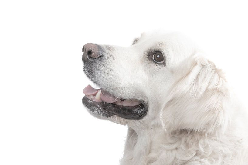 Golden Retriever Suus van ingrid schot