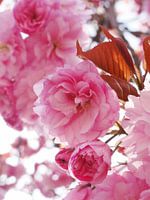 Roze bloesem