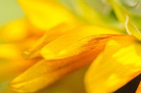 zonnebloem