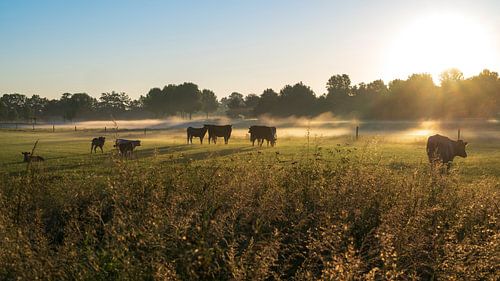 Kühe auf der Wiese bei einem nebligen Sonnenaufgang