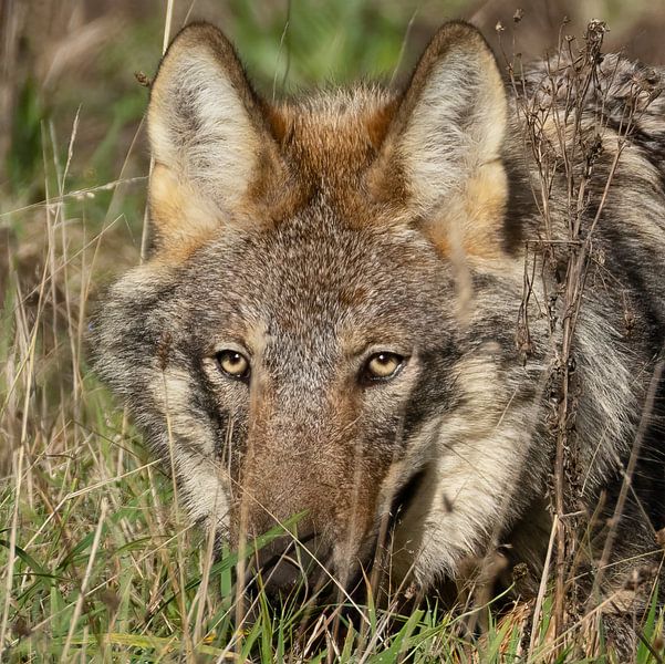 Wolf in ambush by Eric Wander