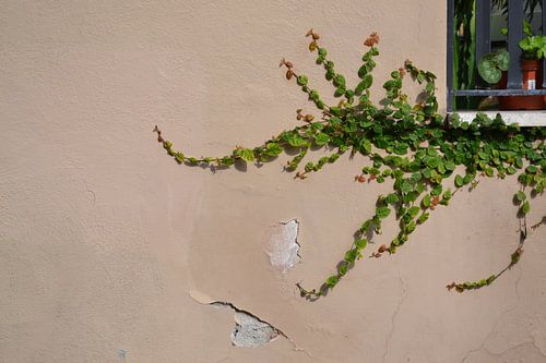 Een muur met klimop
