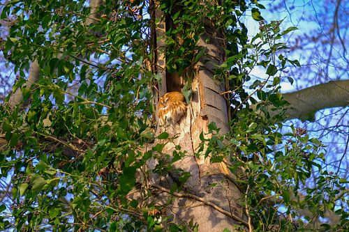 Détruire un papillon de nuit