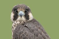 Peregrine Falcon (Falco peregrinus)