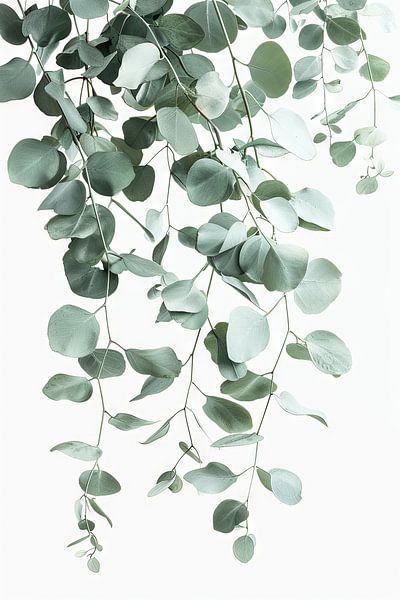 Eucalyptus cascade by Poster Art Shop