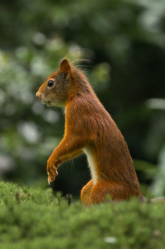 Eekhoorn in veld