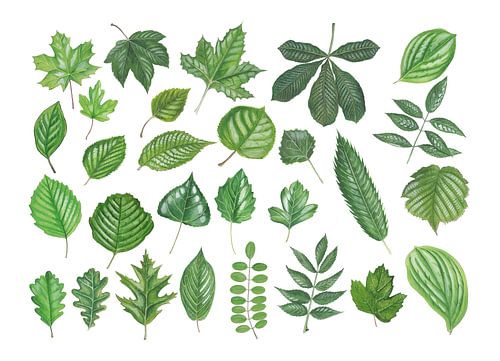 Leaves deciduous trees