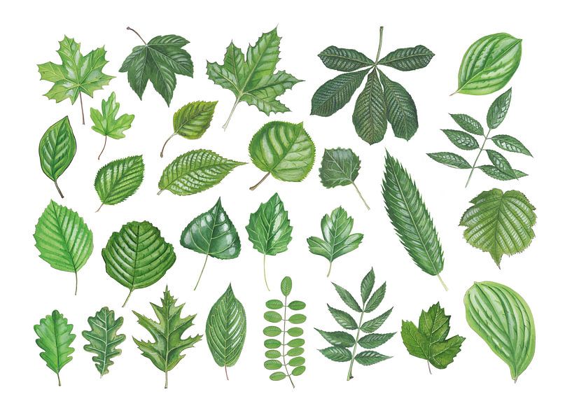 पत्तियों का चित्र बनाना सीखें || How to Draw Different Types Of Leaves Easy  Steps || Leaf Drawing - YouTube