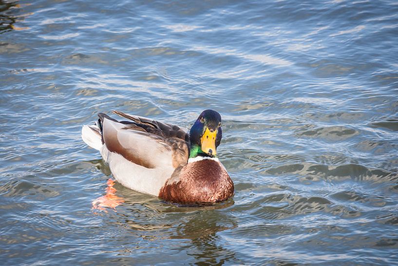 Ente von Jürgen Döring