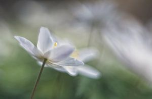 Weißwald-Anemonen