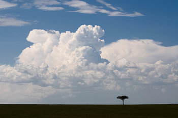 arbre isolé 