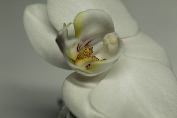 orchid