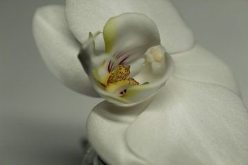 orchid by Laurence Van Hoeck