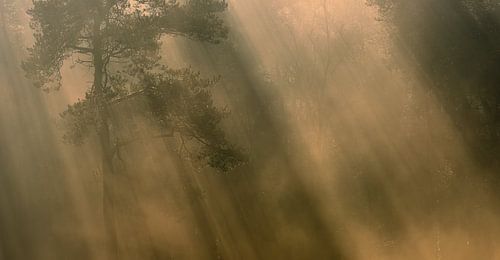 Prachtig sfeer landschap