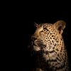 Leopard Portrait by Richard Guijt Photography