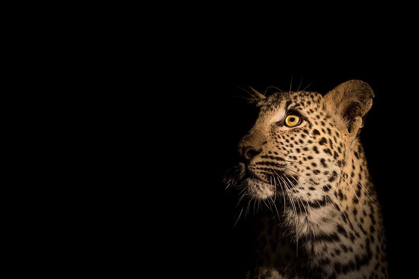 Portrait de léopard par Richard Guijt Photography
