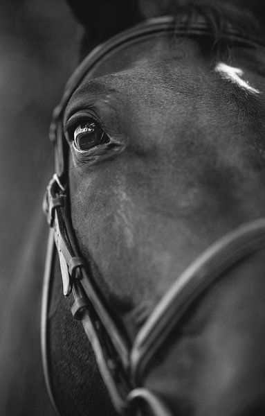 Le Cheval en close up par Marlou Verkleij