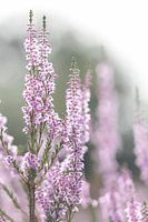 heather