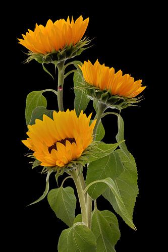 3 Zonnebloemen