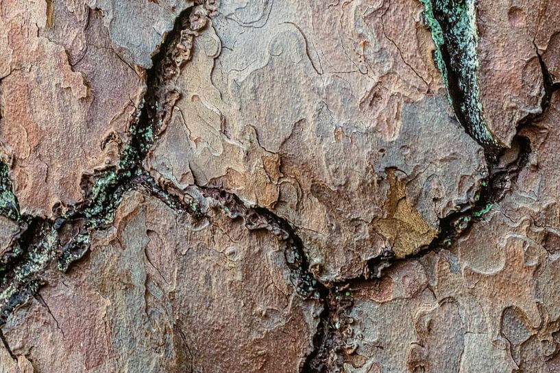 Détail de l'écorce d'un arbre par Mischa Corsius