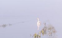 Stummer Schwan im frühen Morgenlicht