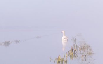 Stummer Schwan im frühen Morgenlicht