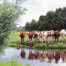 cows by Yvonne Blokland
