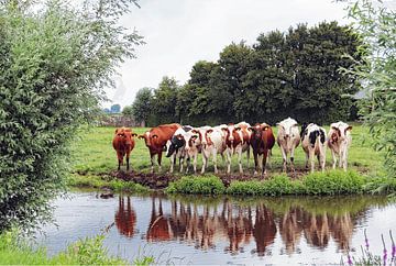 cows by Yvonne Blokland