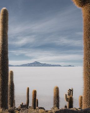 Salar de Uyuni cactus | Bolivia by Felix Van Leusden